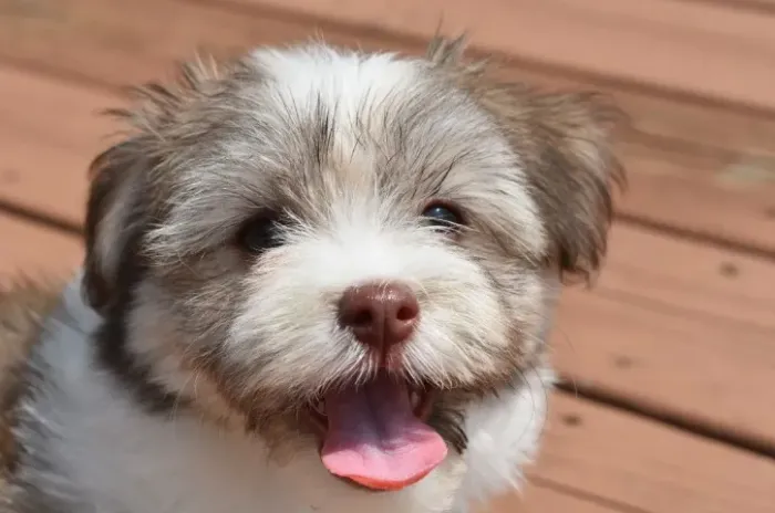 Lhasa Apso Pequeno - Filhote com Pedigree e Microchip Pronto para Entrega!