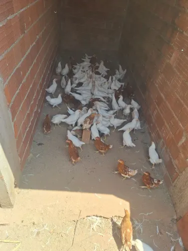 30 Frangas poedeiras Novogen Tinted