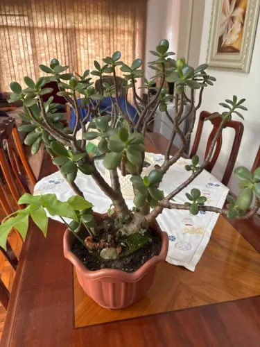 Planta Jade Bonsai
