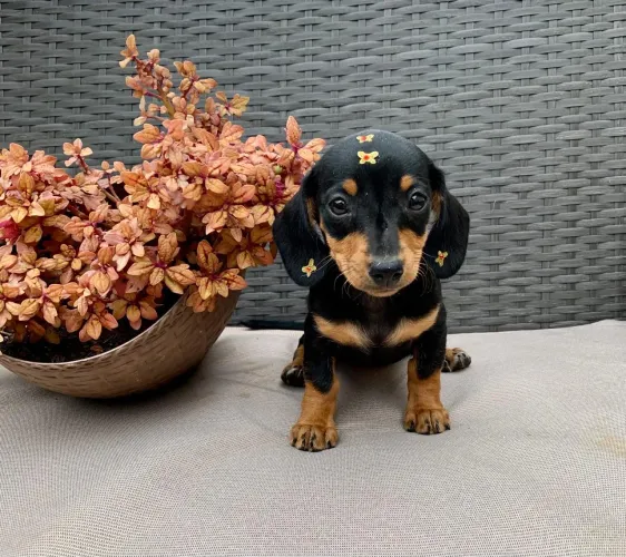Dachshund 