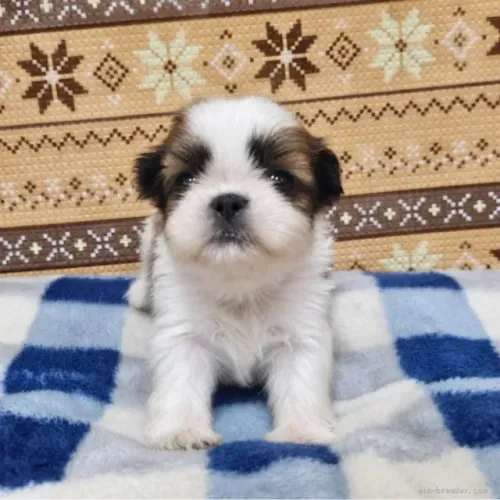 Cachorro filhote Shih tzu/ shihtzu fofos e bem cuidados