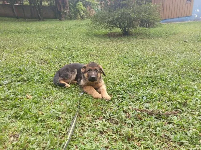 Adestrador de cães desde 1996