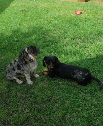 Doação Dachshund