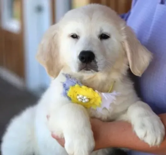 Filhotes de Golden retriever | Filhotes perfeitos pro seu lar!