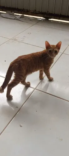 gatos para adoção