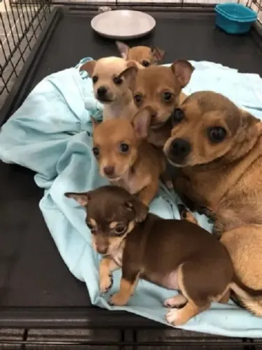 pinscher x chihuahua
