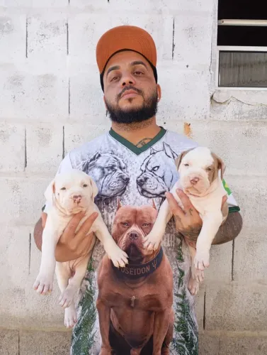 Filhotes de Pitbull disponíveis para venda !!!!
