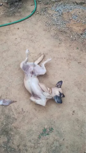 Doando esses cachorrinhos!!