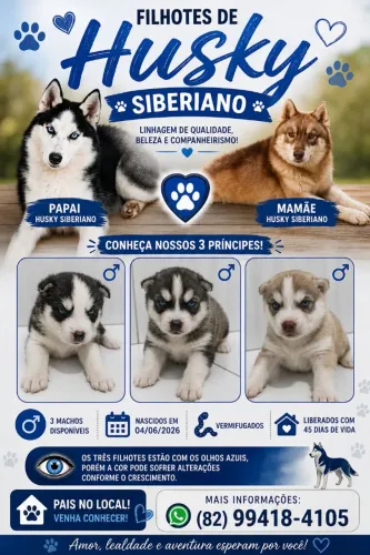 Filhotes de husky siberiano.