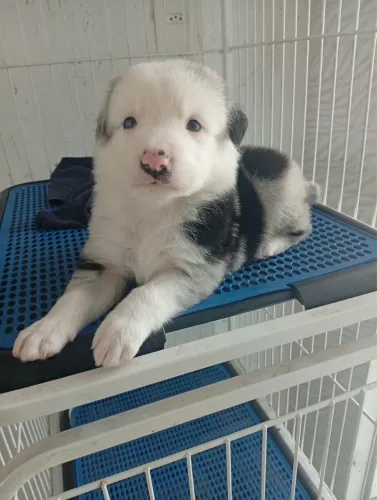 Vende-se filhote de Border collie merli