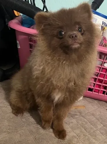 Spitz alemão pequeno