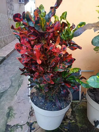 Croton parafuso folhas retorcidas em cores vibrantes verde, laranja, vermelho, amarelo