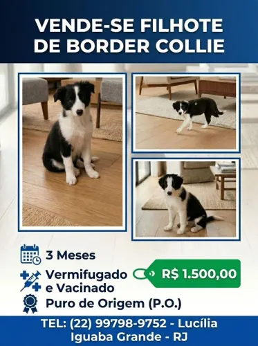 Vendo filhotes border collei com 3 meses