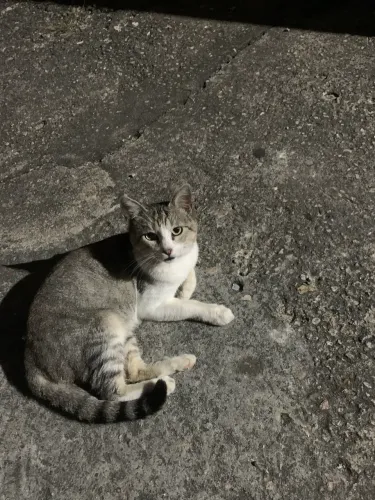 GATINHO PARA ADOÇÃO