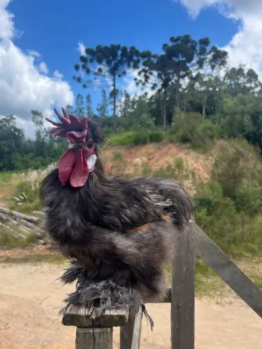 Lote de galinhas