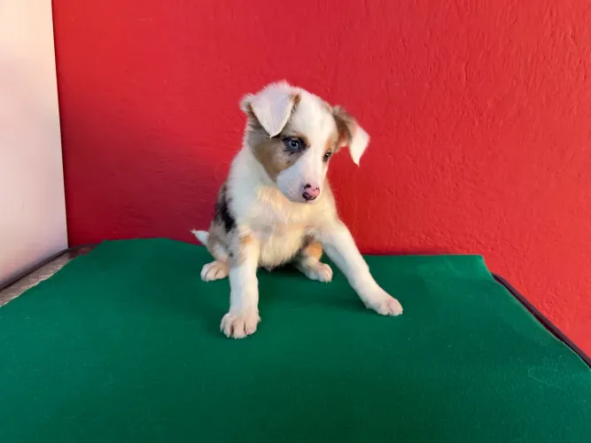 Border Fêmea maravilhosa com pedigree