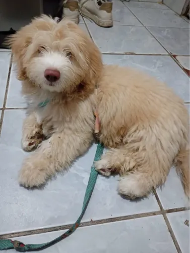 Cachorrinho