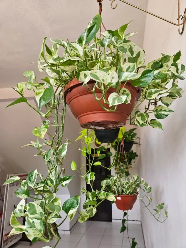 Muda de planta jibóia. 