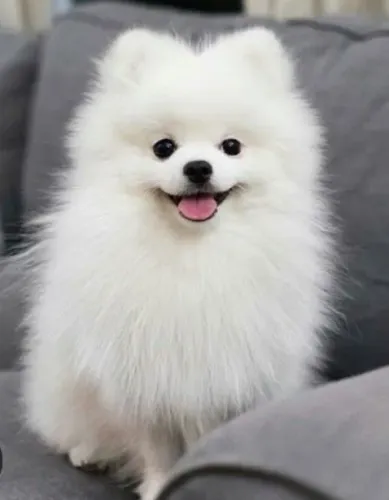 Lulu da Pomerânia