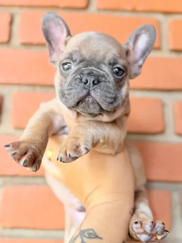 Bulldog macho 