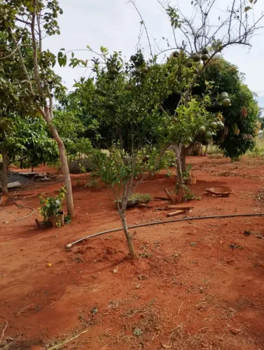 Chácara um hectare paraopeba MG tratar direto com proprietário Avaci ribeiro *