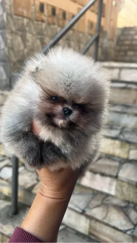 Lulu da Pomerania macho bibelô