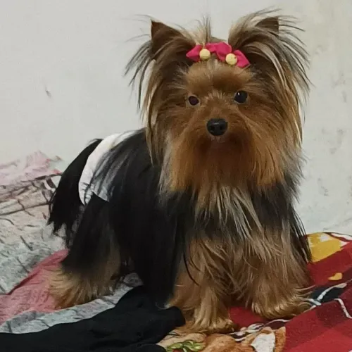 Procura-se um namorado 