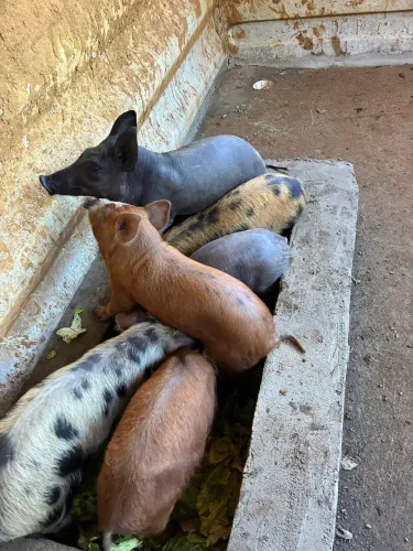 Porcos caipira 
