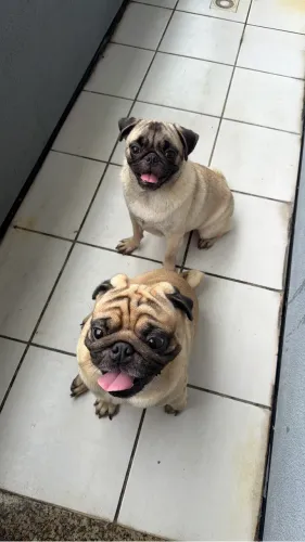Pug