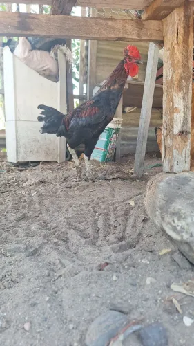 Galo