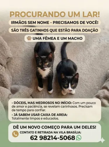 GATINHOS PARA ADOÇÃO 