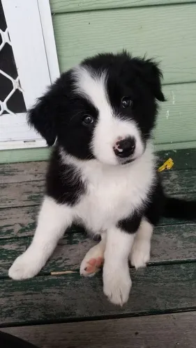 Border collie macho adquira pra ser sua melhor companhia hoje