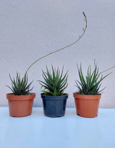 Suculenta Haworthia Fasciata - Planta-zebra - Cada Vaso