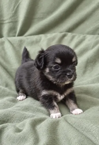 Chihuahua pêlo longo - pedigree CBKC e garantia de saúde 