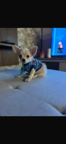 Vendo chihuahua