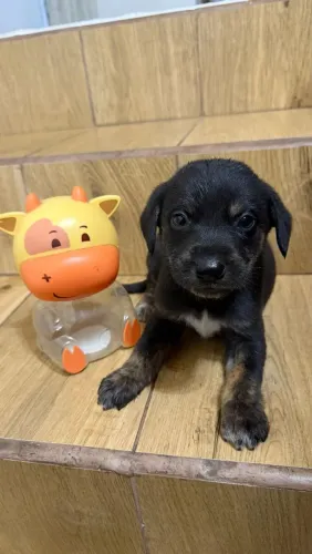 Filhotes de cachorro para doação 