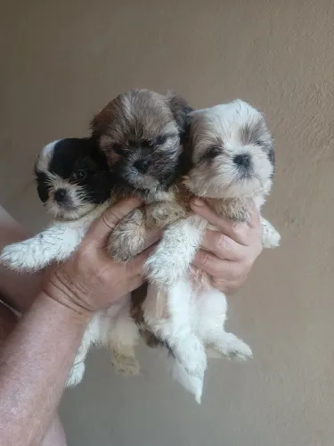 Vendo filhote de mini Shitzu
