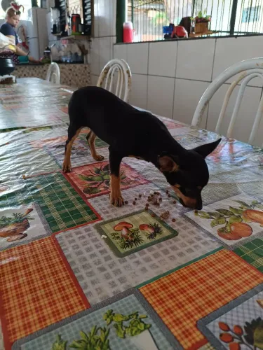 Vendo cachorrinha Pincher