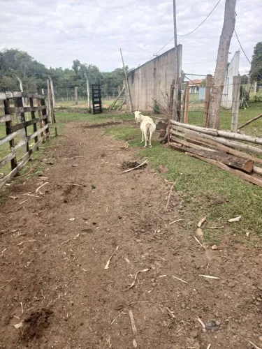 Vendo 2 cabras premhas