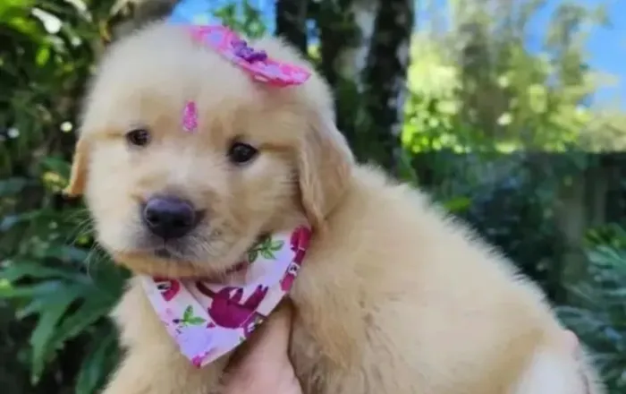 Golden Retriever - filhote encantador