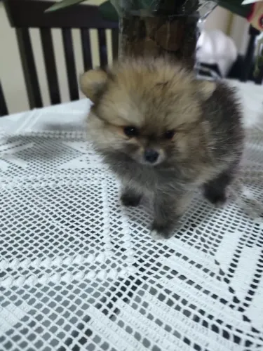 Belíssimo Lulu da Pomeranea machinho ?