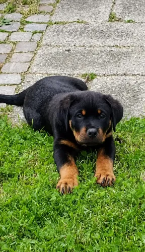 Rottweiler Cabeça de Touro