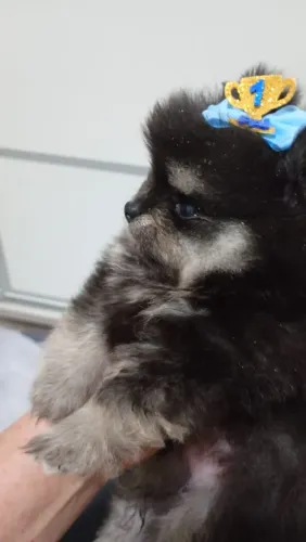 Machinho de lulu da pomerania anao