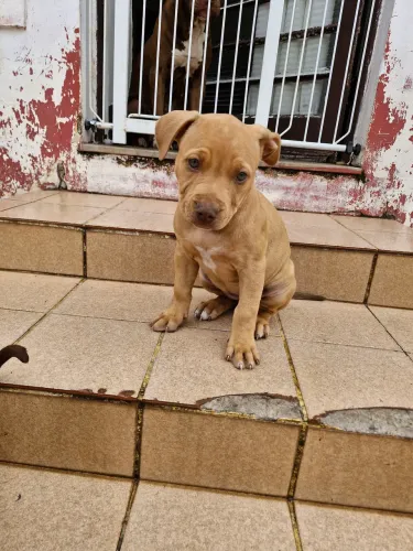 Filhotes de Pitbull