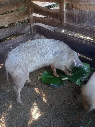 Troco porco 
