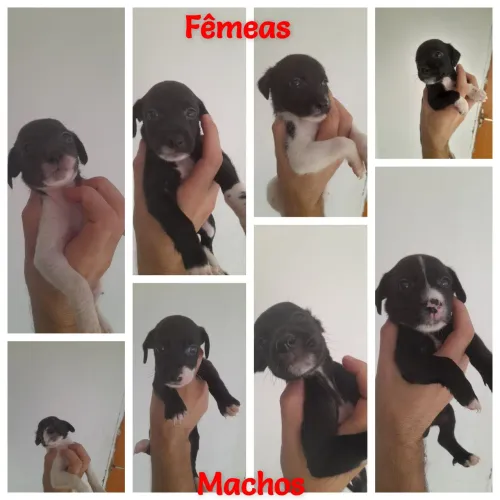 Filhotes Pequeno Porte Raciados - Adoção Não Vacinados