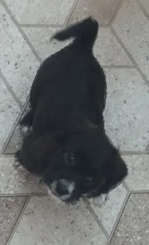 doce essa cachorrinha filhote