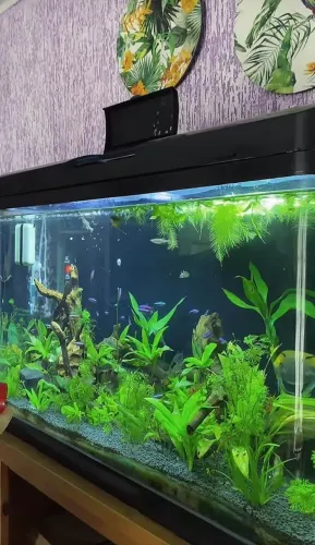 AQUÁRIO CURVO ACRÍLICO PLANTADO COMPLETO | 126 LITROS | CURVO
