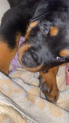 Rottweiler Um novo amigo para dividir risadas e brincadeiras