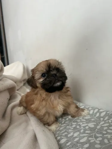 Filhotes Shihtzu